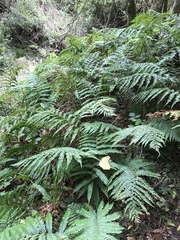 Polystichum pungens