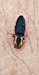 Lacon discoideus