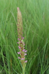 Satyrium neglectum neglectum