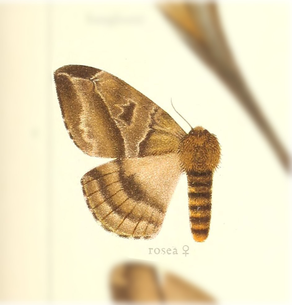 Molippa rosea
