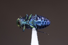 Chrysobothris chlorocephala