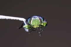 Chrysobothris chlorocephala