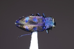 Chrysobothris chlorocephala