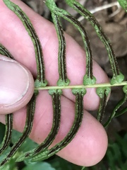 Blechnum punctulatum
