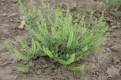 Lepidium ramosissimum