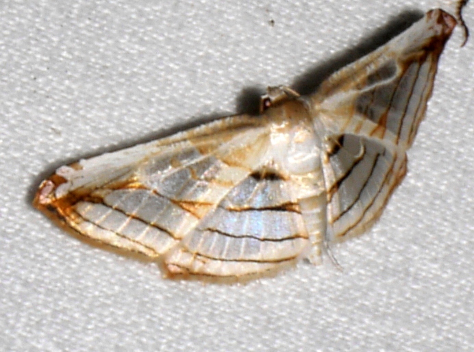 Rhodoneura translucida