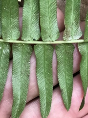 Blechnum punctulatum