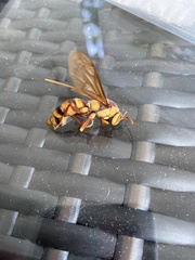 Polistes carnifex carnifex