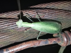 Tropidomantis tenera