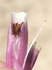 Erica diaphana