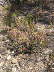 Erica diaphana
