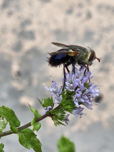 Unknown species found near Ottawa, KS 66067, USA