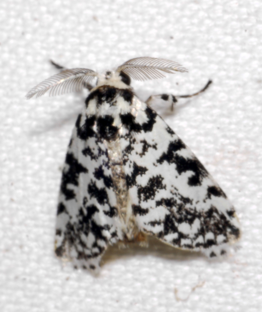 Porthesaroa