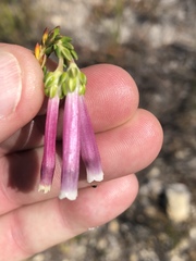Erica diaphana