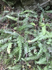 Blechnum punctulatum