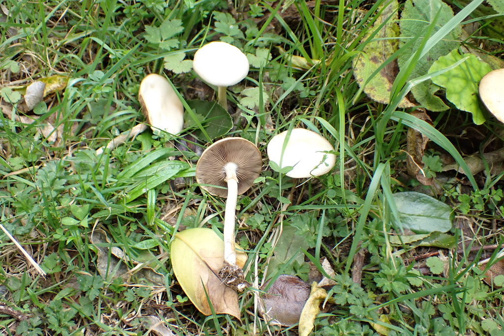 Agrocybe praecox · October 2025 · photo: © berardom (iNaturalist, cc-by)