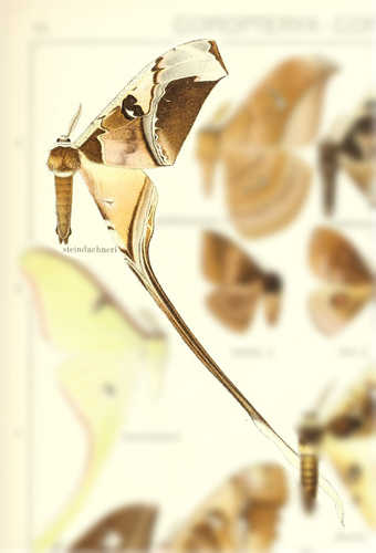 Copiopteryx semiramis