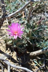 Coryphantha macromeris macromeris