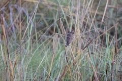 Prodotiscus regulus