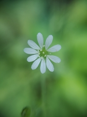 Stellaria cuspidata