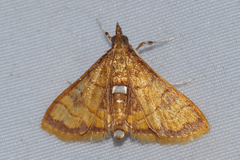 Isocentris
