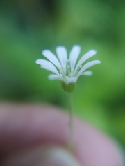 Stellaria cuspidata