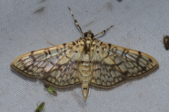 Haritalodes derogata