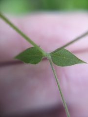 Stellaria cuspidata