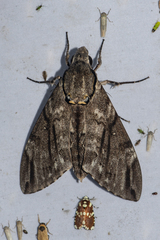 Psilogramma increta