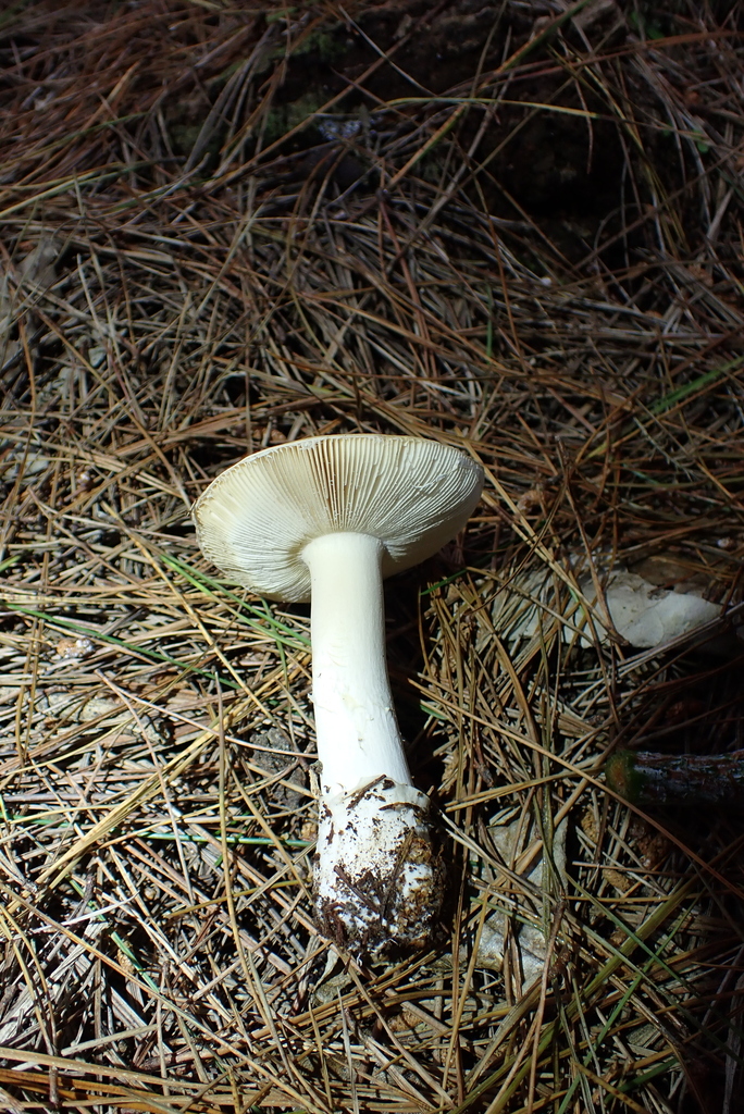 Amanita junquillea · October 2025 · photo: © berardom (iNaturalist, cc-by)