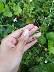 Stellaria cuspidata
