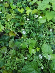 Stellaria cuspidata