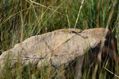 Ceratogomphus pictus