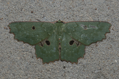 Chlorodontopera discospilata