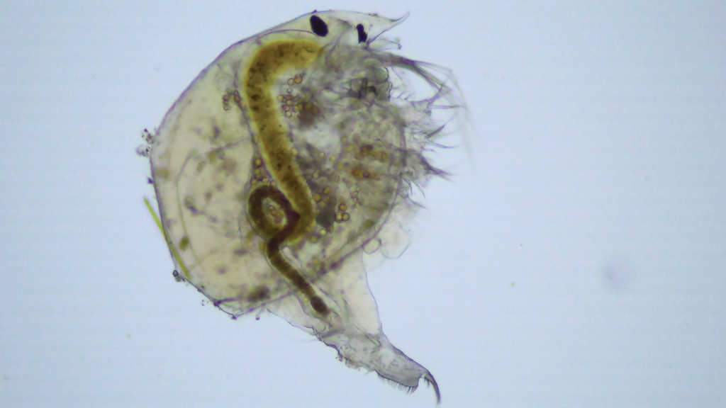 Pleuroxus uncinatus
