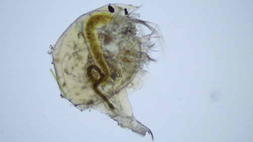 Pleuroxus uncinatus