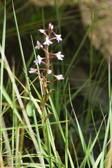 Disa