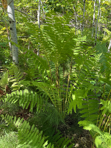 Interrupted Fern (Claytosmunda claytoniana)