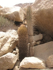 Eriosyce iquiquensis