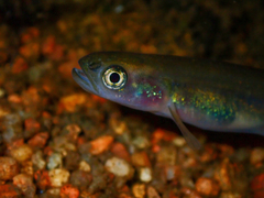 Western Minnow photo 3