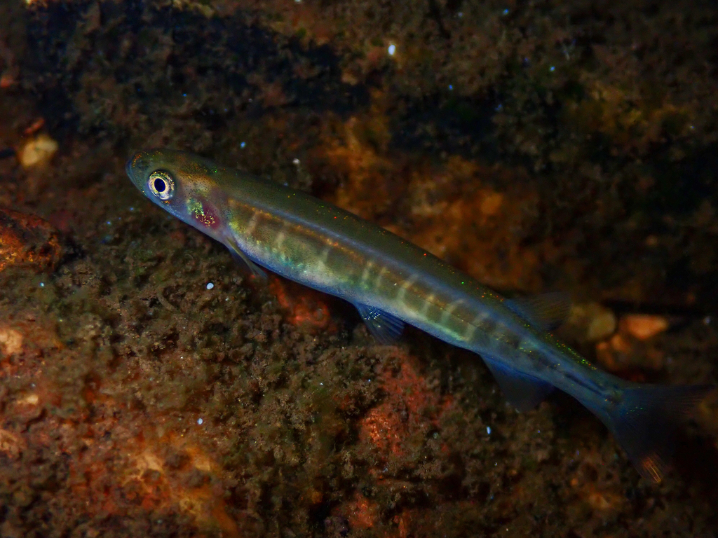 Westelijke galaxias (Galaxias occidentalis) — Galaxiidae