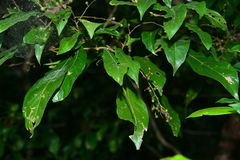 Meliosma callicarpifolia