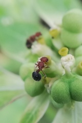 Meranoplus bicolor