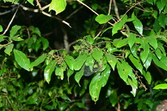 Meliosma callicarpifolia