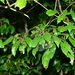 Meliosma callicarpifolia - Photo (c) JODY HSIEH, algunos derechos reservados (CC BY-NC), subido por JODY HSIEH