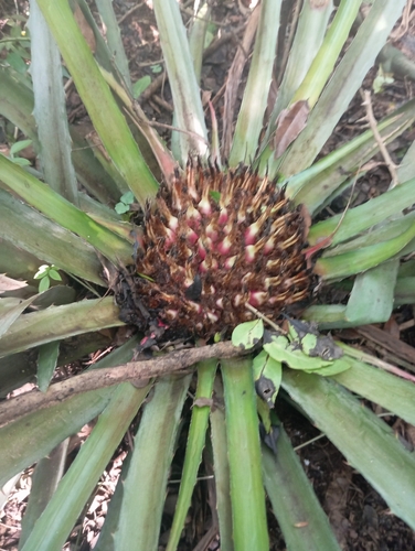 Piñuela (Bromelia karatas)