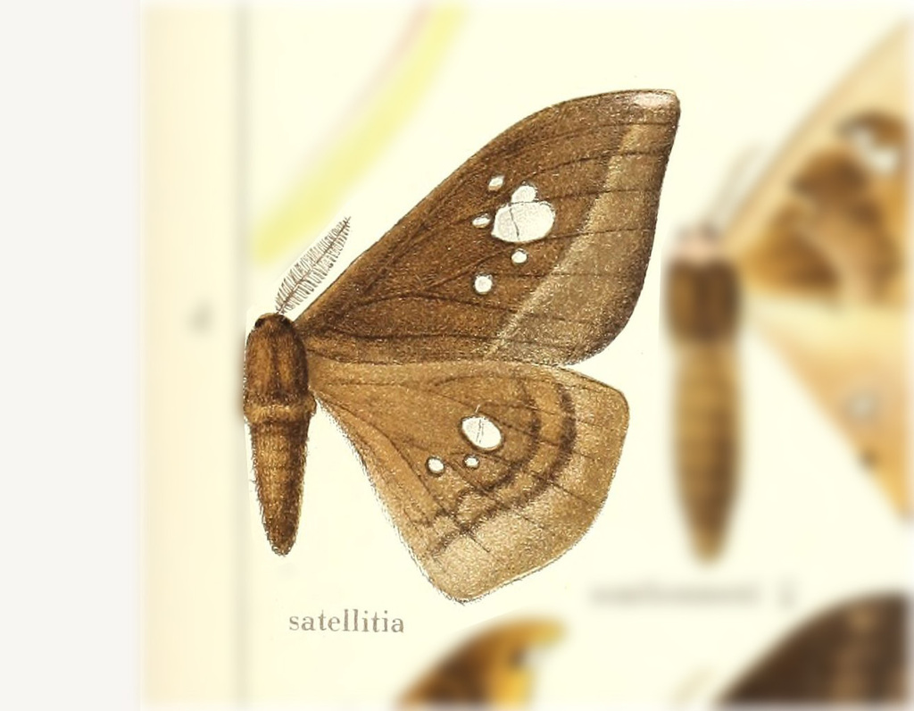 Copaxa satellita