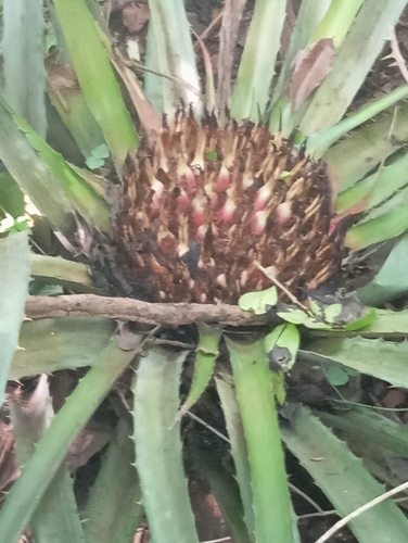 Piñuela (Bromelia karatas)