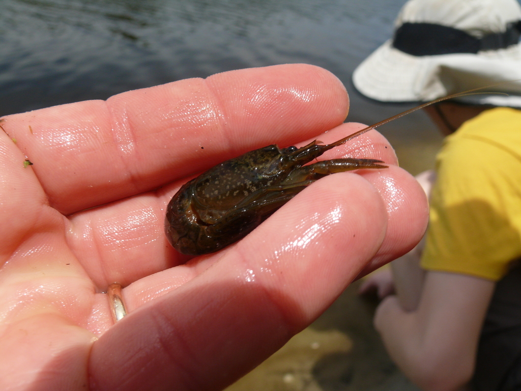 Seminole Crayfish