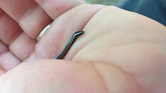 Scelotes bidigittatus